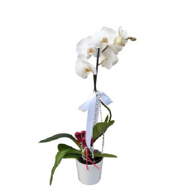 Kuğu Beyaz Orkide